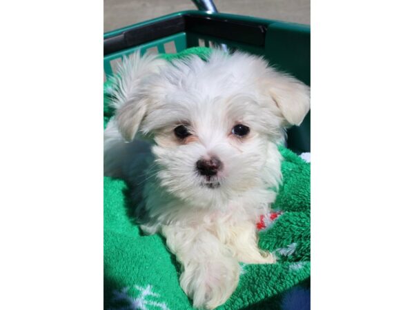 Maltese DOG Female WHITE 6469 Petland Montgomery, Alabama