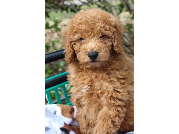 2nd Generation Mini Goldendoodle DOG Female Golden 6472 Petland Montgomery, Alabama