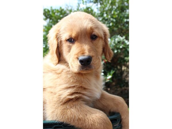 Golden Retriever DOG Female Golden 6468 Petland Montgomery, Alabama