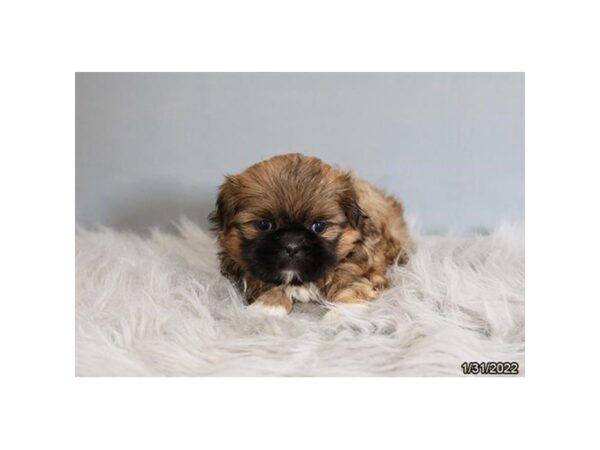 Shih Tzu DOG Male Sable / White 6475 Petland Montgomery, Alabama