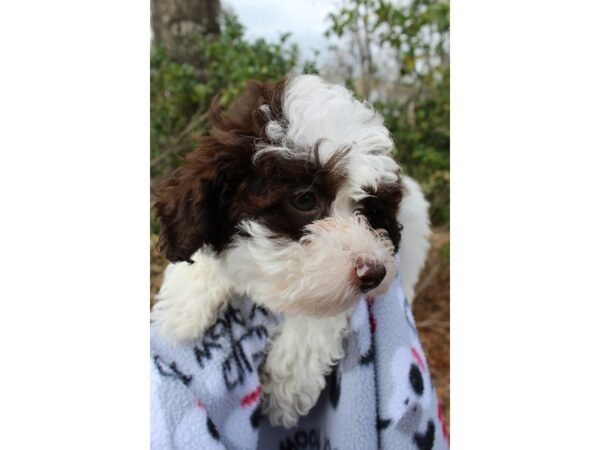 Miniature Poodle DOG Female Chocolate / White 6478 Petland Montgomery, Alabama