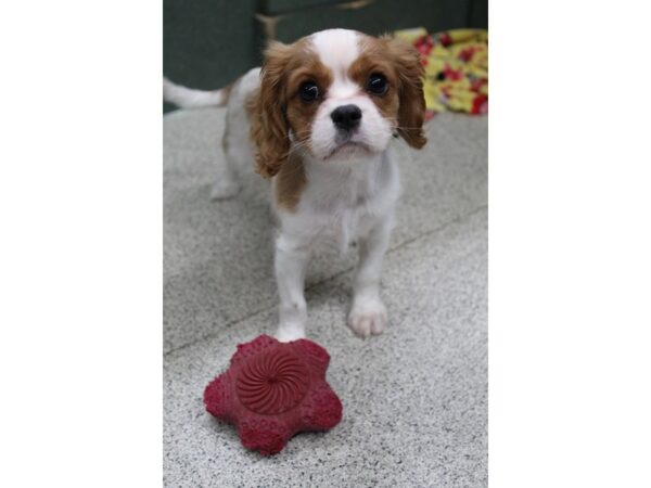 Cavalier King Charles Spaniel-DOG-Male-Blenheim-6480-Petland Montgomery, Alabama