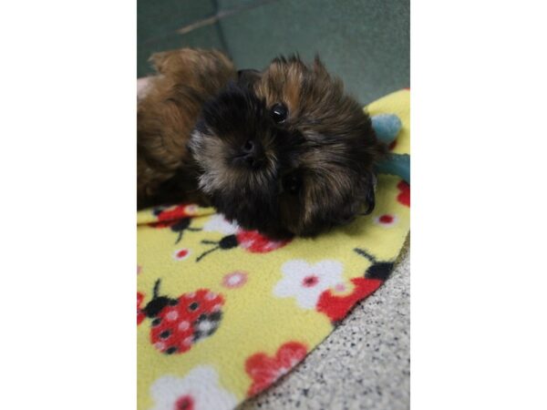 Lhasapoo DOG Female Brown 6477 Petland Montgomery, Alabama