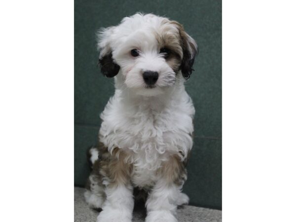 Havanese/Poodle DOG Male Red Brindle 6479 Petland Montgomery, Alabama