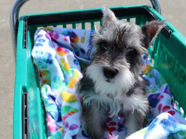 Miniature Schnauzer DOG Female Black 6476 Petland Montgomery, Alabama