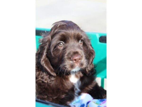 Cocker Spaniel-DOG-Female-chocolate-6488-Petland Montgomery, Alabama