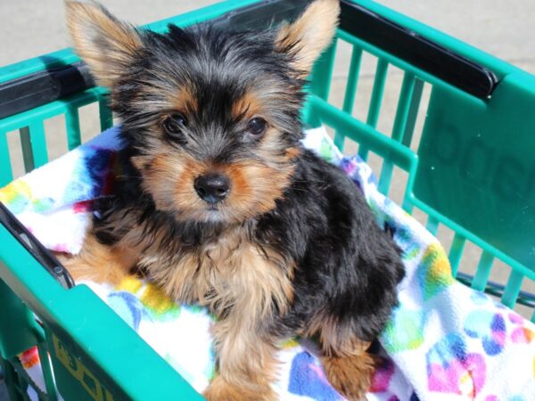 Yorkshire Terrier DOG Male Black/Tan 6485 Petland Montgomery, Alabama