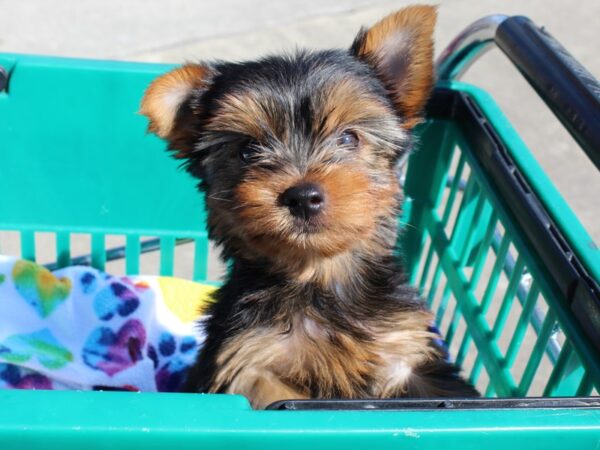 Yorkshire Terrier-DOG-Female-Black/Tan-6486-Petland Montgomery, Alabama