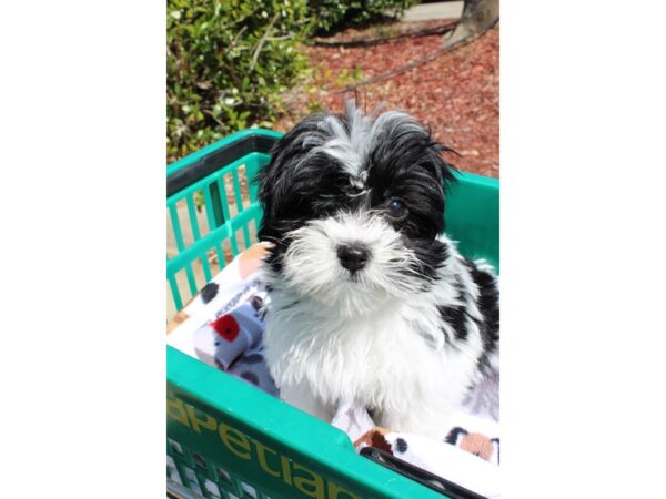 Havanese-DOG-Male-Black / White-6481-Petland Montgomery, Alabama