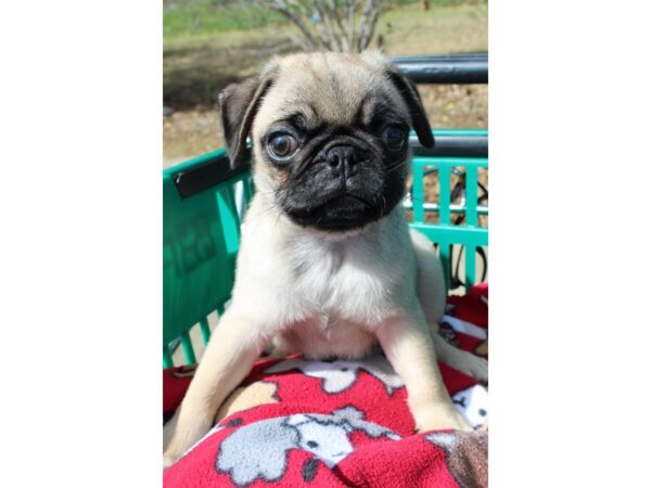 Pug DOG Male FAWN 6484 Petland Montgomery, Alabama