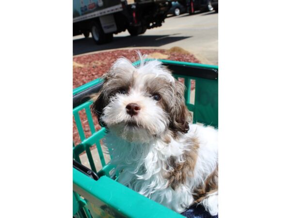 Havanese-DOG-Male-Chocolate-6483-Petland Montgomery, Alabama