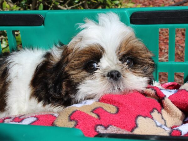 Shih Tzu-DOG-Female-Black / Brown-6482-Petland Montgomery, Alabama