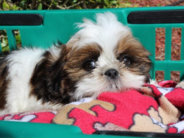 Shih Tzu DOG Female Black / Brown 6482 Petland Montgomery, Alabama