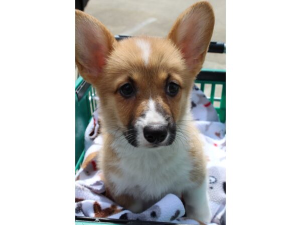 Pembroke Welsh Corgi DOG Female Red / White 6491 Petland Montgomery, Alabama