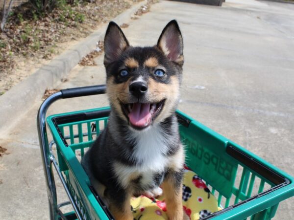 Pomsky DOG Male TRI 6487 Petland Montgomery, Alabama