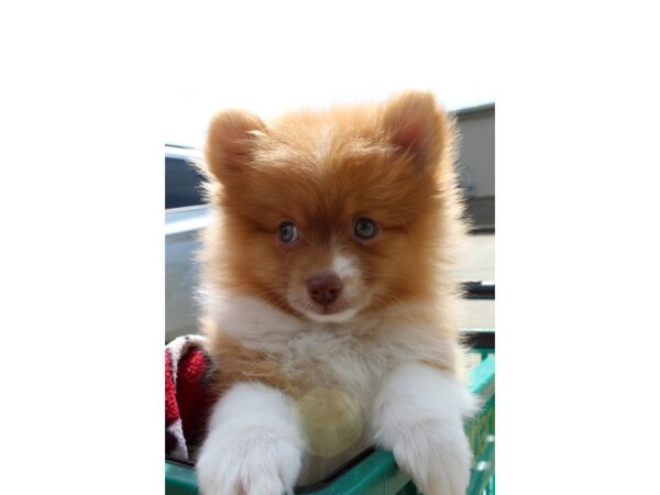 Pomeranian DOG Male Sable / White 6490 Petland Montgomery, Alabama