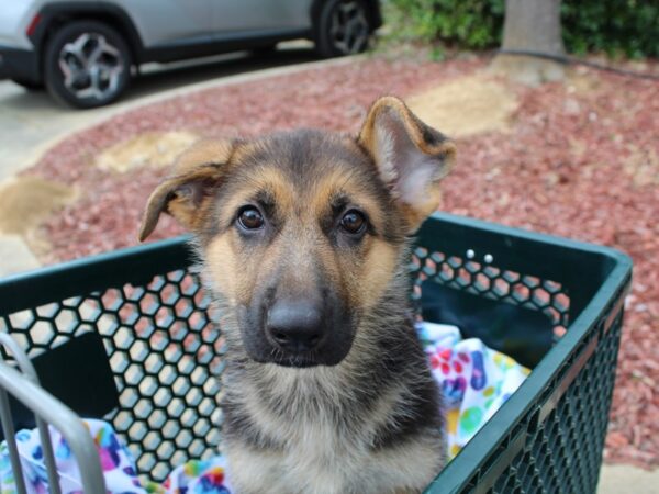 German Shepherd Dog DOG Female Black / Red 6489 Petland Montgomery, Alabama