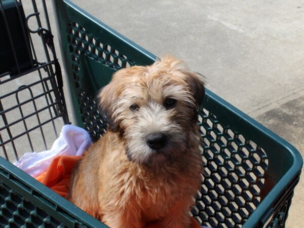 Soft Coated Wheaten Terrier DOG Male Wheaten 6492 Petland Montgomery, Alabama