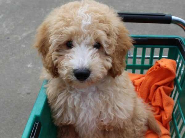 2nd Generation Mini Goldendoodle DOG Male Light Golden 6471 Petland Montgomery, Alabama