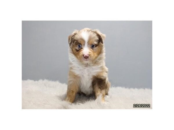 Miniature American Shepherd-DOG-Female-Red Merle-6494-Petland Montgomery, Alabama