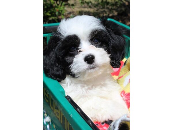 Cavachon DOG Female White 6495 Petland Montgomery, Alabama