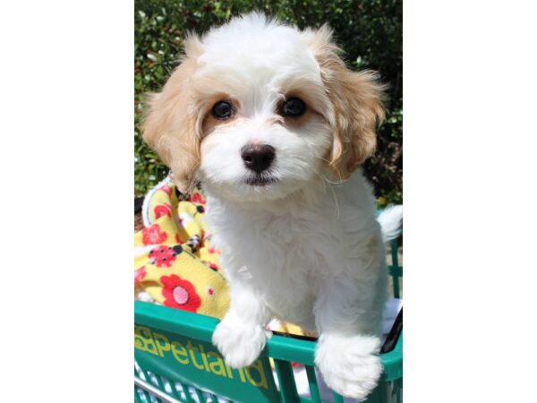 Cavachon-DOG-Male-Blenheim-6496-Petland Montgomery, Alabama