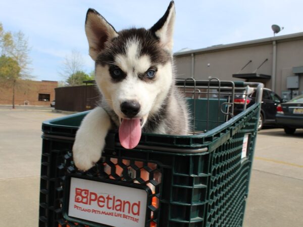 Siberian Husky DOG Female Black / White 6493 Petland Montgomery, Alabama