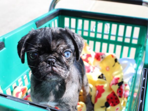 Pug DOG Female Blue Merle 6497 Petland Montgomery, Alabama