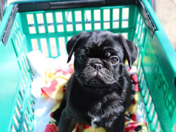 Pug DOG Male Black 6498 Petland Montgomery, Alabama