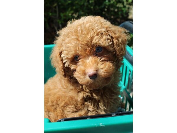 Miniature Poodle-DOG-Male-Red-6501-Petland Montgomery, Alabama