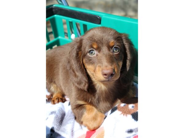 Dachshund DOG Male chocolate and tan 6507 Petland Montgomery, Alabama