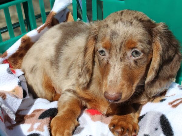 Dachshund DOG Female Chocolate/Tan Dapple 6506 Petland Montgomery, Alabama