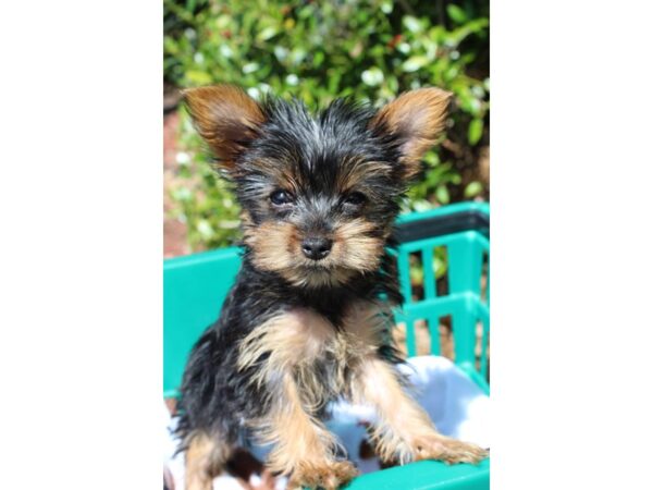 Yorkshire Terrier DOG Female Black/Tan 6505 Petland Montgomery, Alabama