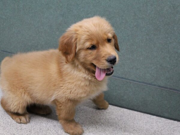 Golden Retriever DOG Female Golden 6500 Petland Montgomery, Alabama