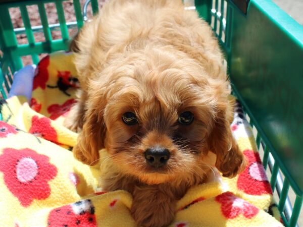 Cavapoo DOG Male Golden 6503 Petland Montgomery, Alabama