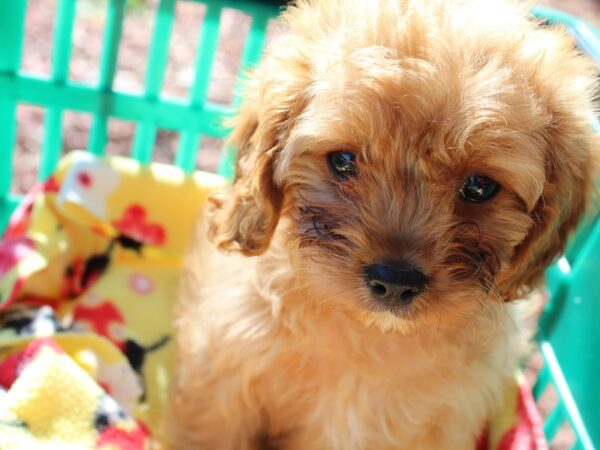 Cavapoo DOG Female Golden 6502 Petland Montgomery, Alabama