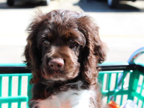 Cocker Spaniel DOG Male Chocolate/White 6499 Petland Montgomery, Alabama