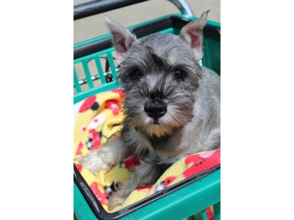 Miniature Schnauzer DOG Female Salt / Pepper 6509 Petland Montgomery, Alabama