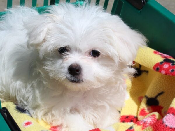 Maltese DOG Female White 6508 Petland Montgomery, Alabama