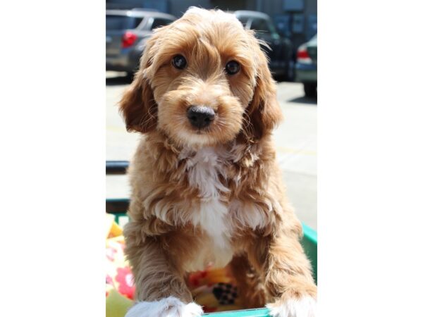 Goldendoodle Mini 2nd Gen DOG Female Light Red 6510 Petland Montgomery, Alabama