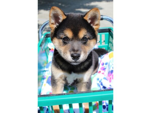 Shiba Inu DOG Male Black/Tan 6515 Petland Montgomery, Alabama