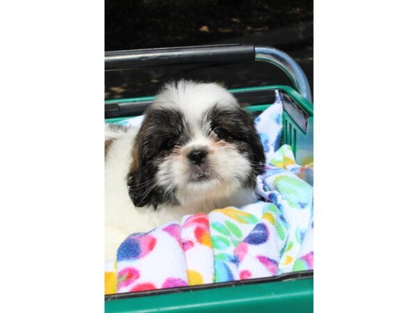 Teddy Bear-DOG-Female--6511-Petland Montgomery, Alabama