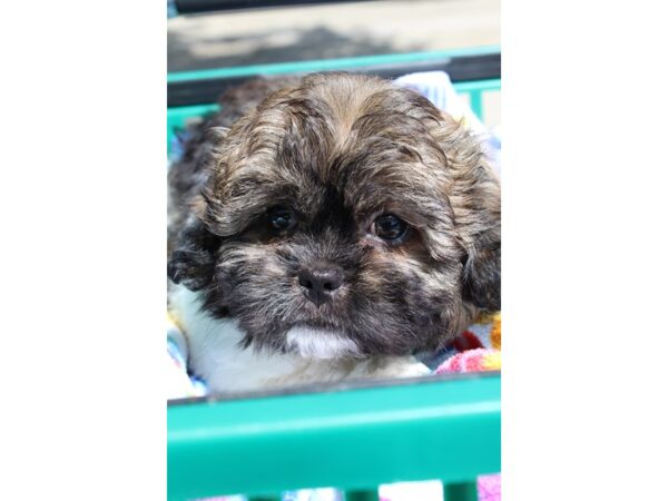 Teddy Bear-DOG-Male--6512-Petland Montgomery, Alabama