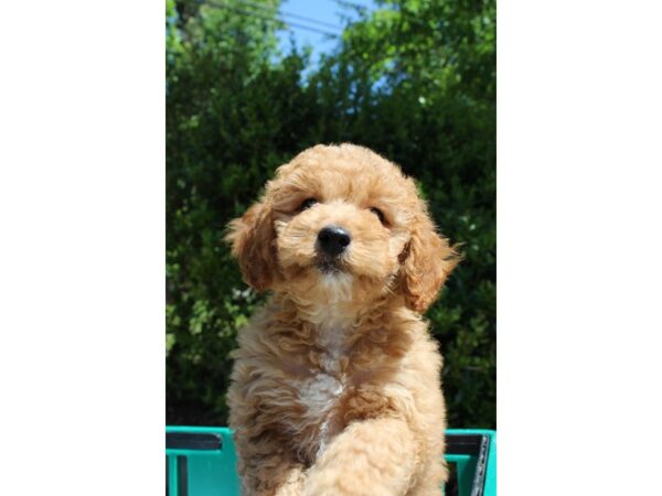 2nd Generation Mini Goldendoodle DOG Male Golden 6518 Petland Montgomery, Alabama