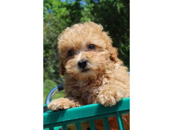 Miniature Poodle DOG Female Red 6520 Petland Montgomery, Alabama