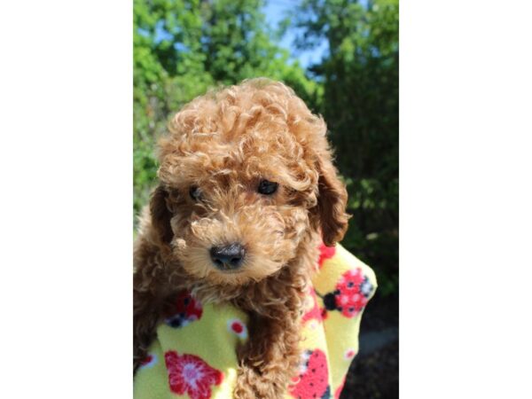 Miniature Poodle-DOG-Male-Apricot-6519-Petland Montgomery, Alabama