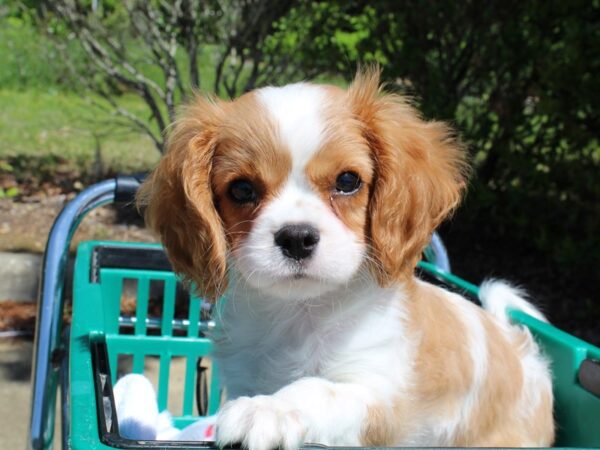 Cavalier King Charles Spaniel DOG Male Blenheim 6521 Petland Montgomery, Alabama