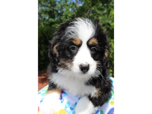 Mini Bernadoodle-DOG-Female-Black-6516-Petland Montgomery, Alabama