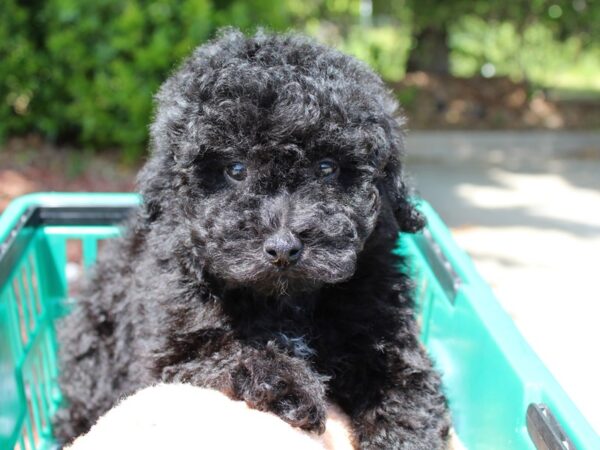 Miniature Poodle DOG Male Black 6527 Petland Montgomery, Alabama