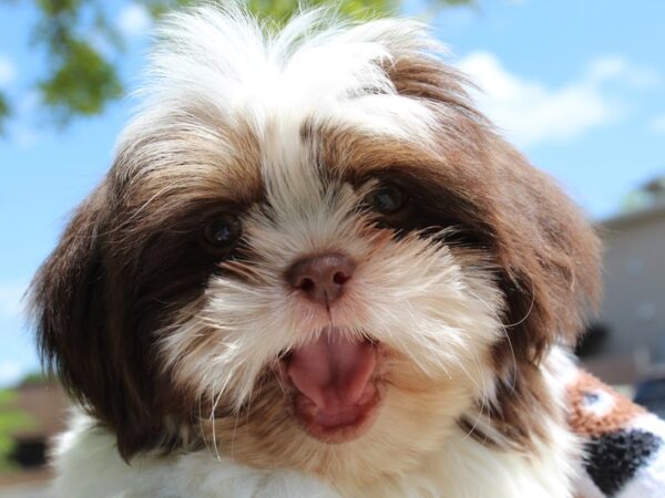 Shih Tzu DOG Male Brown/White 6526 Petland Montgomery, Alabama